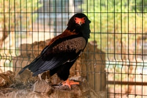 A Bateleur eagle perches in a cage at a wildlife park in Khartoum