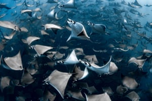 Ocean photography awards overall winner: Mobula Rays Off the Baja California Sur by Nadia Aly