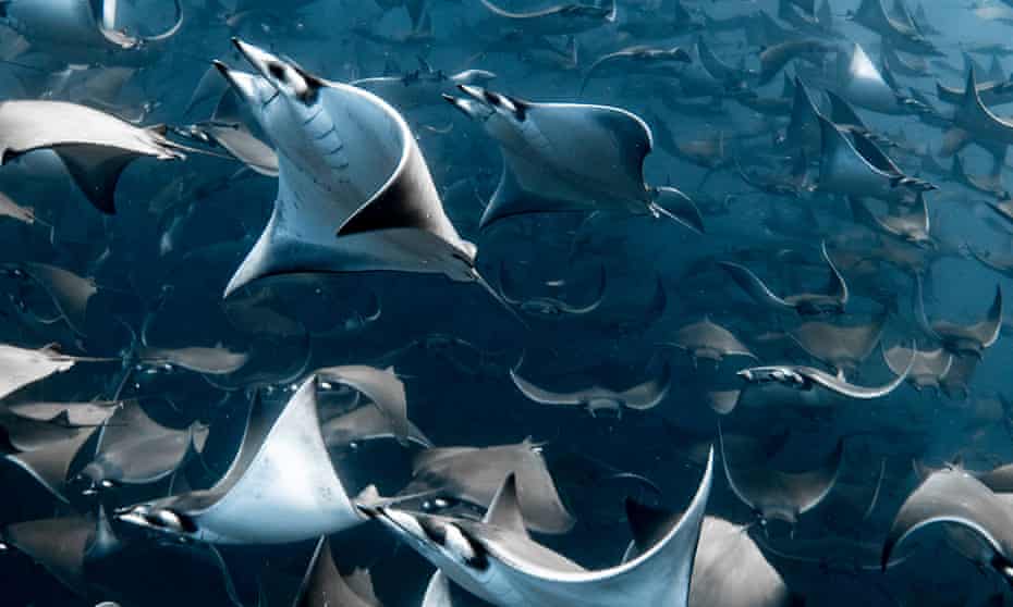 Rays off the coast of Mexico