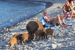 A wild boar and her piglets arrive on a beach to cool off in sea water while people sunbathe in Cerbère, south-west France