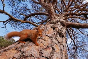 British seasons: Seasonal Scottish Red Squirrels (Red Squirrel), Rothiemurchus Forest, Highland