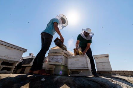 Al-Dabba working with his sons, using smokers on the hives