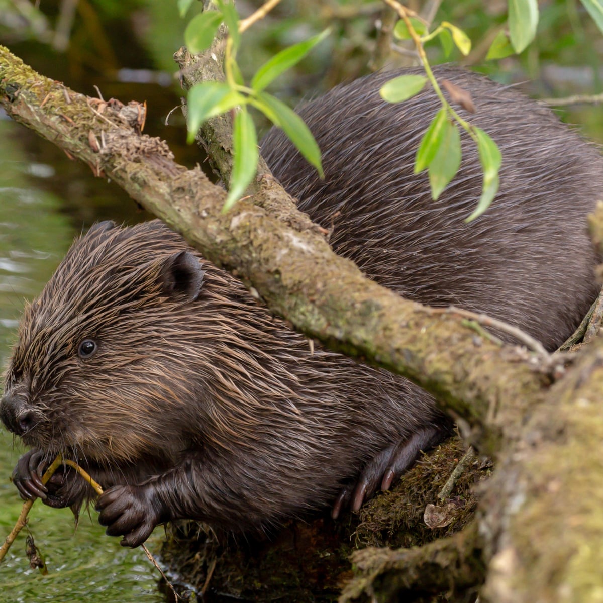 Wild beaver numbers surge to 1,000 across Scotland's southern Highlands |  Scotland | The Guardian