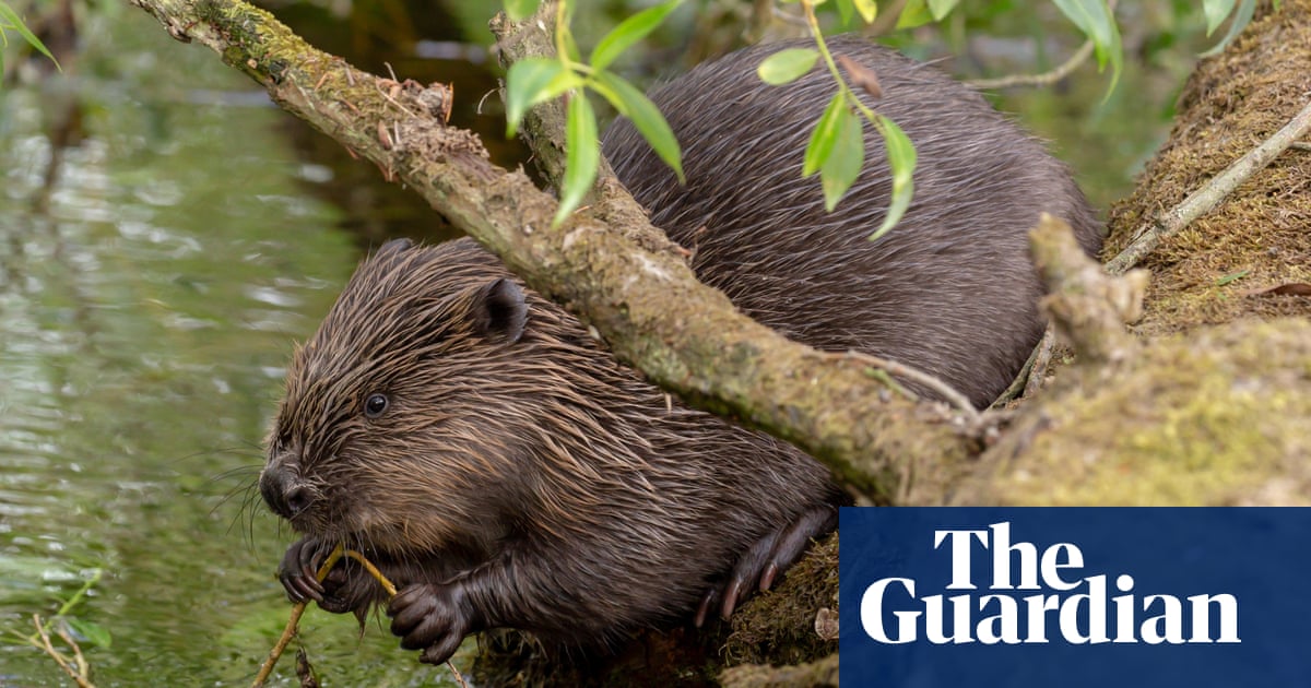 Wild beaver numbers surge to 1,000 across Scotland’s southern Highlands