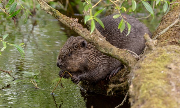 Wild beaver numbers surge to 1,000 across Scotland’s southern Highlands Wild beaver numbers surge to 1,000 across Scotland’s southern Highlands