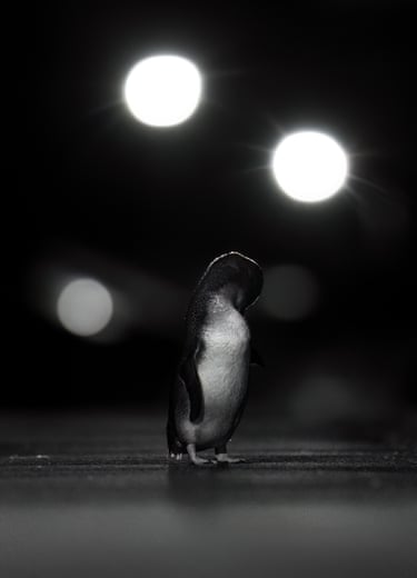 A night shot of penguin preening