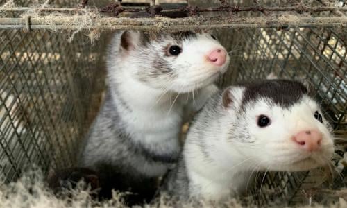 Dinamarca coronavirus animales