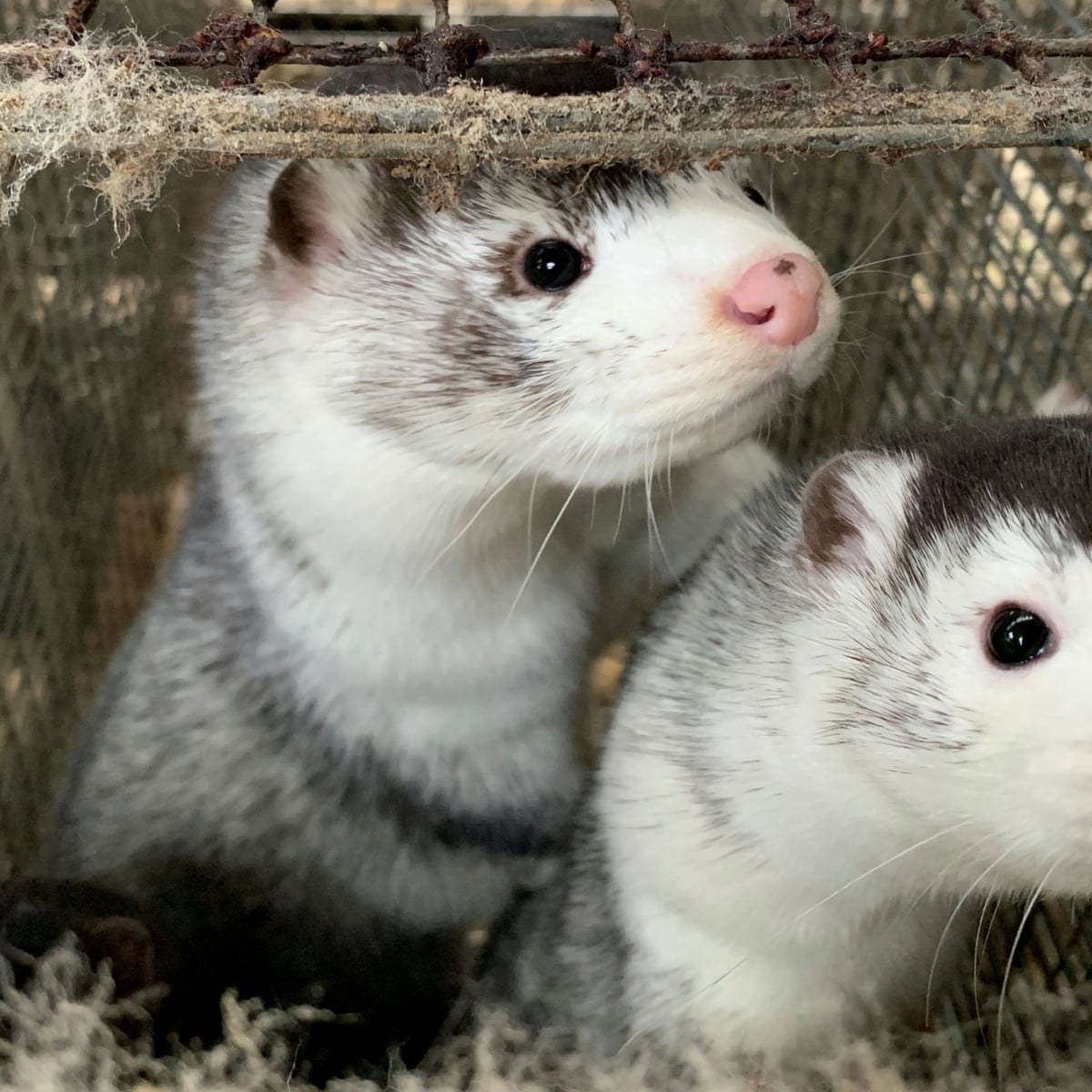 Danish Covid Mink Cull And Future Disease Fears Will Kill Fur Trade Say Farmers Environment The Guardian