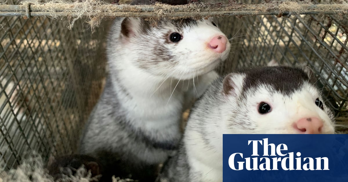 Danish Covid mink cull and future disease fears will kill fur trade, say farmers