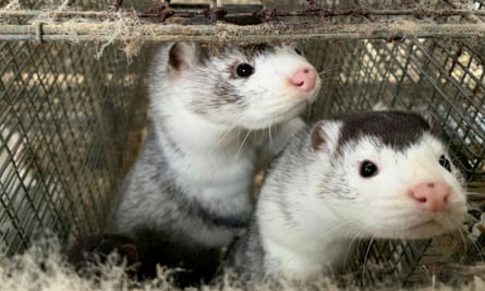 Danish Covid mink cull and future disease fears will kill fur trade, say farmers | Animal welfare | The Guardian