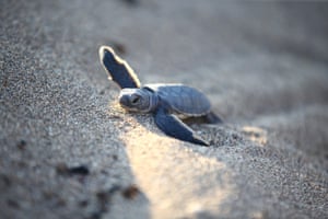 Sea turtle hatchlings crawl toward the sea after emerging from their nests on the beach of Davultepe 100th Year Nature Park in Mezitli district of Mersin, Turkey. The hatchlings, which completed their incubation period in nests laid by adult turtles since May, were monitored by staff from Mersin University’s Sea Turtle Research Center and volunteer students as they made their way to the sea