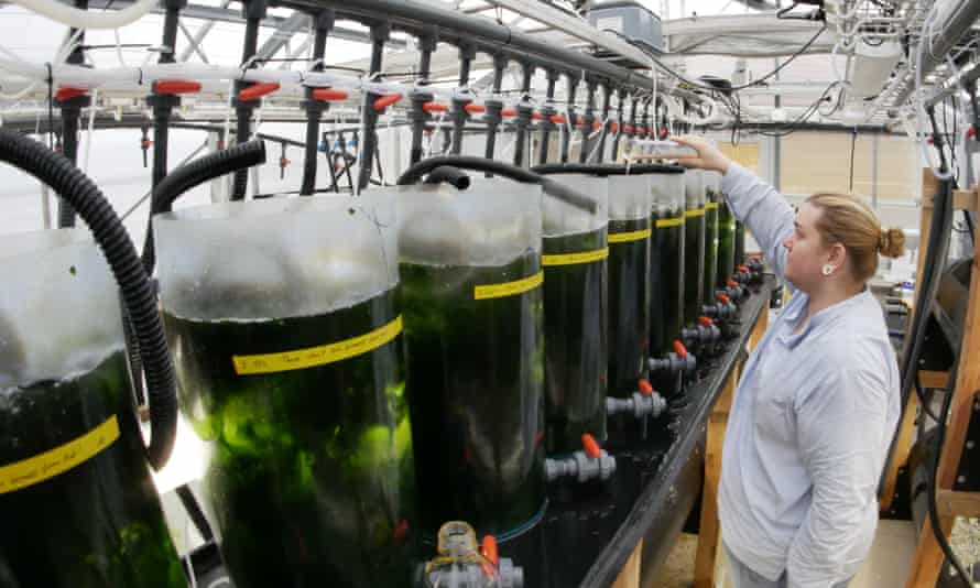 Steinhagen inspects the tanks in her “seaweed kindergarten”.