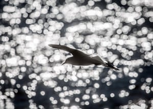 A seagull flies past the river Main where low sun spreads glittering reflections on the water, Frankfurt am Main, western Germany