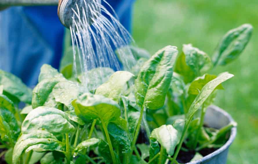 Watering bucket of spinach