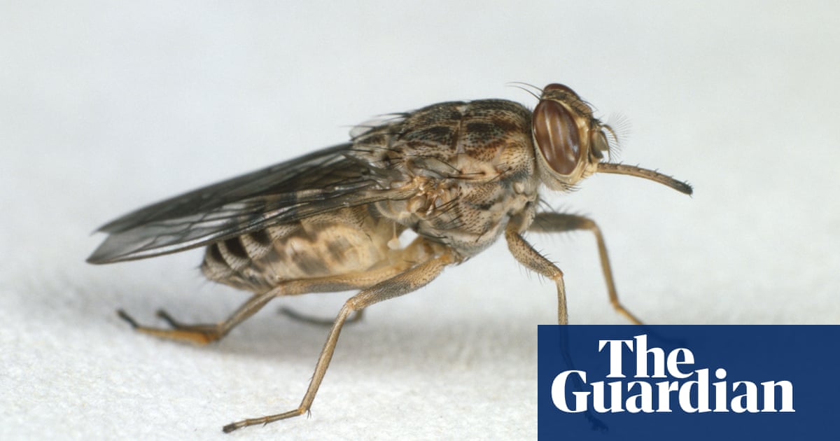 Flies like blue objects because they mistake colour for food