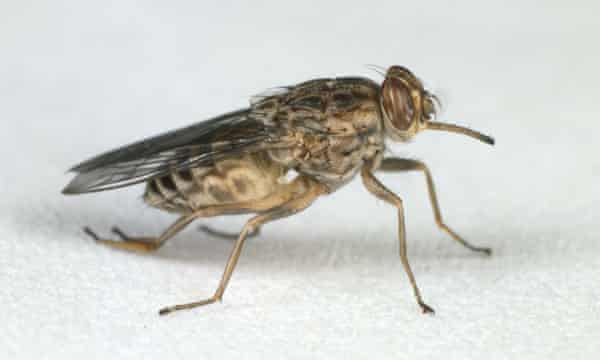 Tsetse fly (Glossinia morsitans).