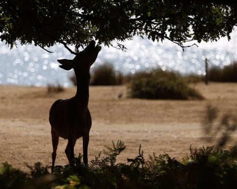A deer reaches for leaves to eat in Richmond Park, London.