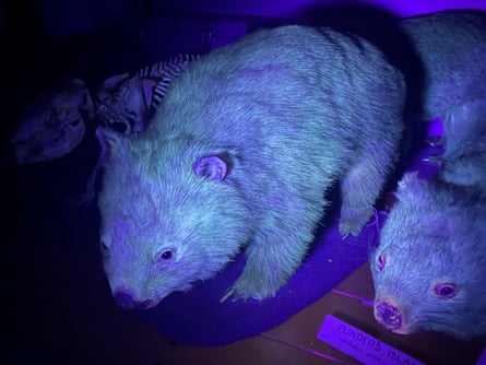 Bare-nosed wombats glowing under ultraviolet light.