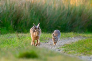 A rabbit chases a hare in a surprising turn of events in Anglesey, UK