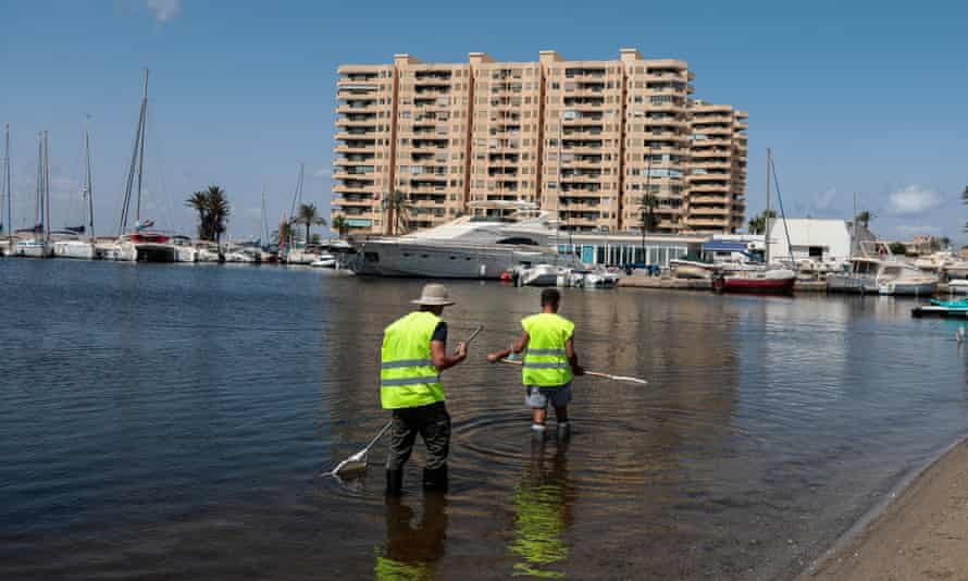 Workers clean the shores of the Mar Menor.