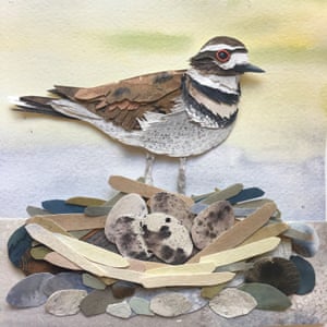 Nesting Killdeer bird paper artwork by Sarah Suplina