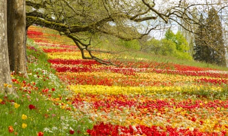 A meadow of blooming tulips on Mainau island, Lake Constance.