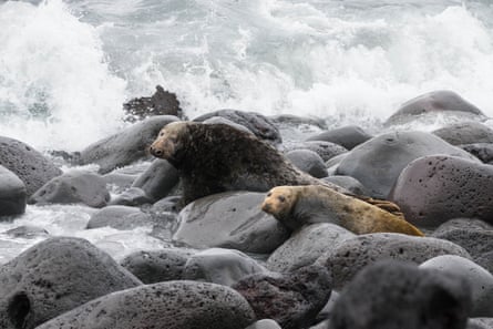 Two seals lying on rocks as a big wave crashes over the shore