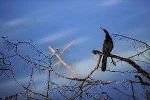 A bird sits on a branch in La Fortuna de San Carlos, north-west of San José, Costa Rica