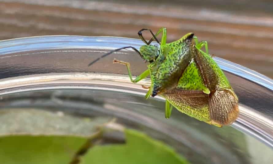 A green shield bug in Milngavie, East Dunbartonshire, Scotland on 26 February.