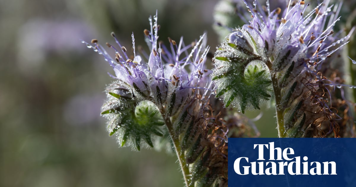 Country diary: Time for the arable weeds to shine