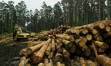 File photo of a logging site in Victoria, Australia