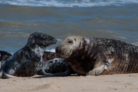 Seals gather on a sandy beach with surff in the distance.