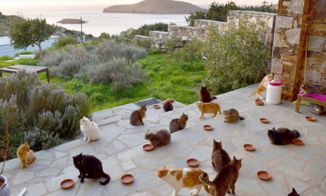 A handful of the cats attached to God’s Little People Cat Rescue sanctuary on Syros, Greece.