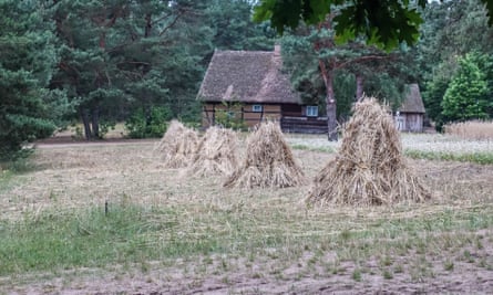 Traditional scythe-cut grain stacks in the fieldare seen in Wdzydze Kiszewskie, Kashubia (Cassubia) region, Poland.