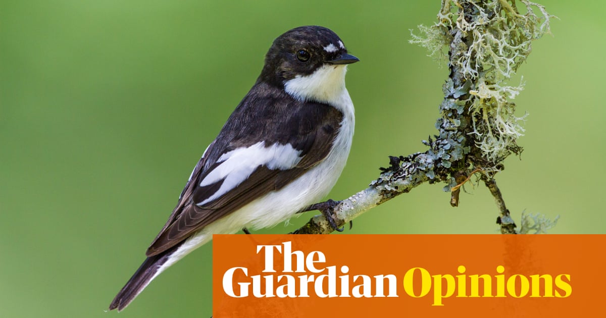 Feeding birds in our gardens is a joy – but it may be harming weaker species 