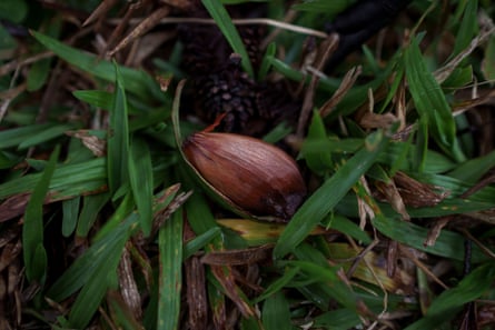 A pine nut lying among the grass.