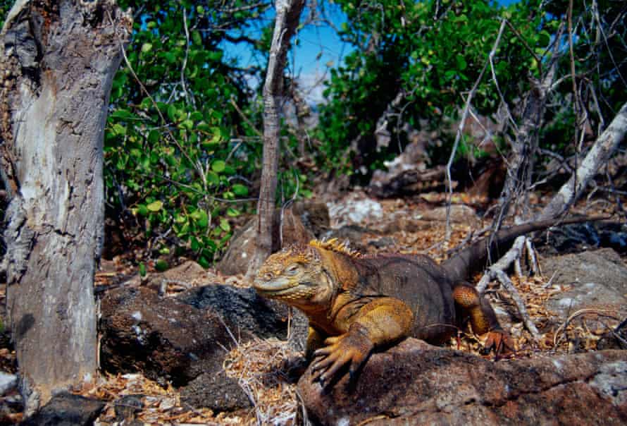 A land iguana on the Galapagos Islands, Ecuador.