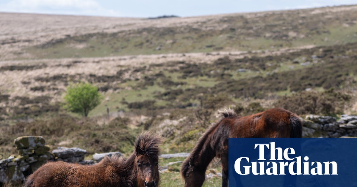 Dartmoor pony cull proposal prompts urgent call for livestock rule change