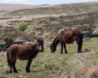 Natural England and MPs call for rule change to stop Dartmoor pony cull