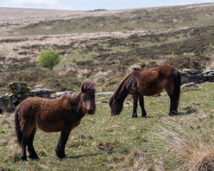 Natural England and MPs call for rule change to stop Dartmoor pony cull