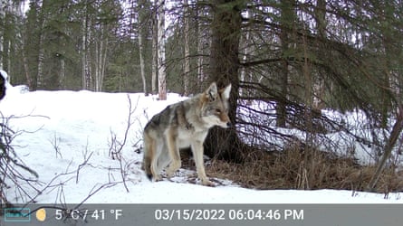 Coyote in snowbank near tree.