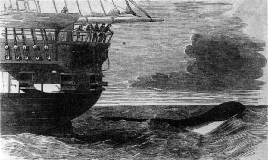 HMS Daedalus spots a sea serpent.