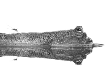 A mudskipper partially submerged in water, with a mosquito on it