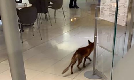 Fox on the loose in Parliament.