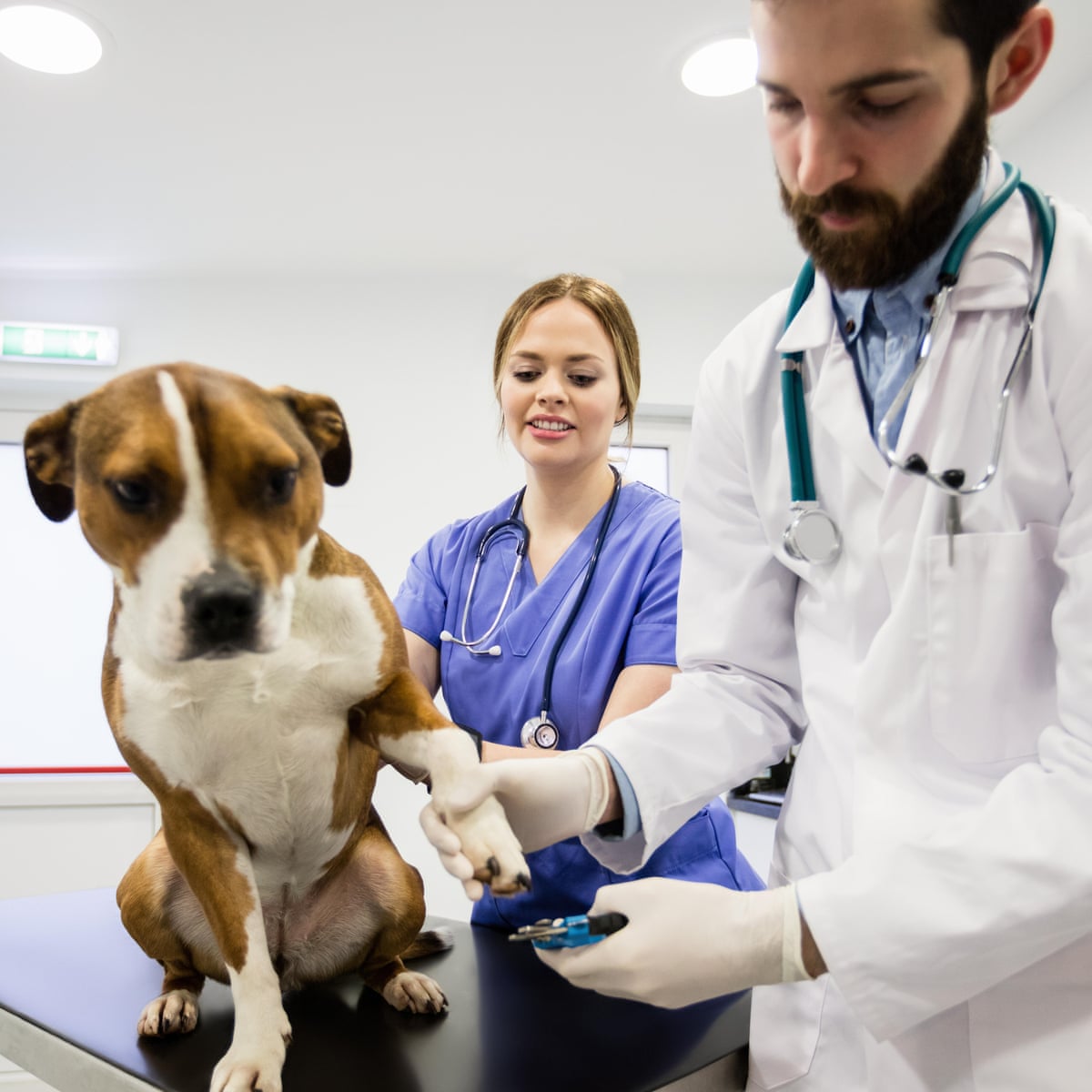 Vet Fees Beware Of Out Of Hours Charges Pet Insurance The Guardian