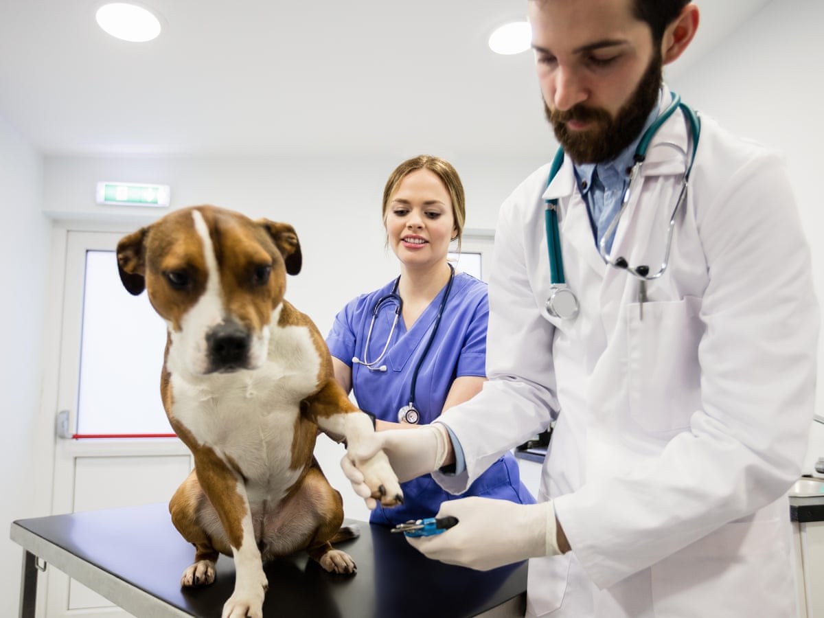 Vet fees: beware of out-of-hours charges | Pet insurance | The Guardian