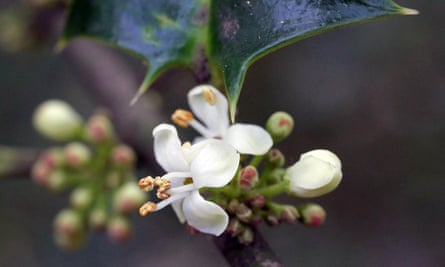 Fleurs de houx en novembre