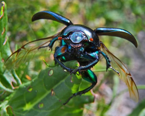 Dor beetle (Geotrupes stercorarius), with opened wings, Scotland.
