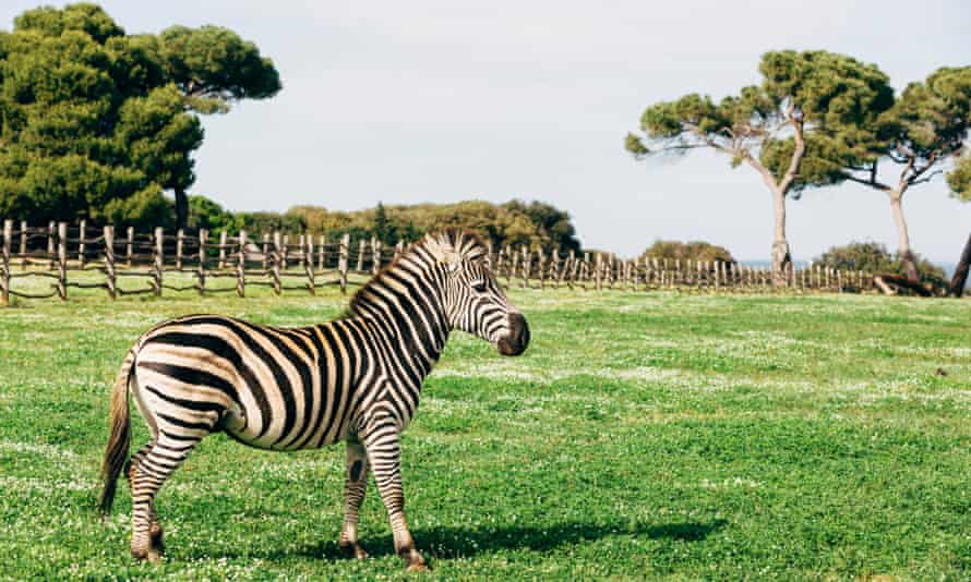 A zebra in a field