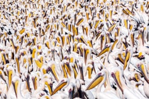 The week in wildlife – in pictures 22 A squadron of migrating great white pelicans on their journey south gather at a water reservoir in Mishmar HaSharon, Israel